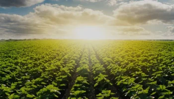 software Cooperativas agrícolas